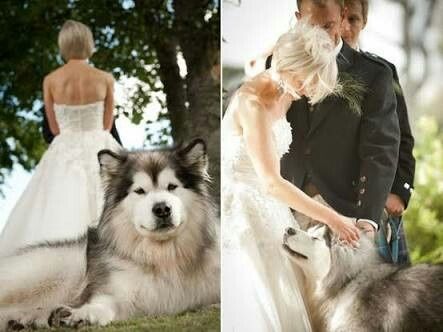 Fotos que te tienes que tomar si incluiras a tu mascota el dia de la boda - 14