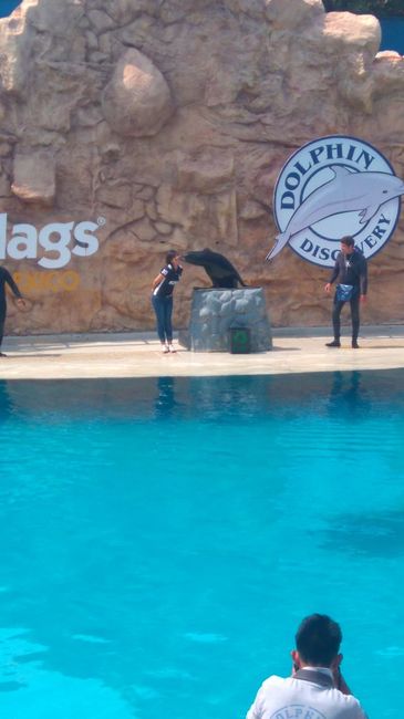 six flags con los delfines 