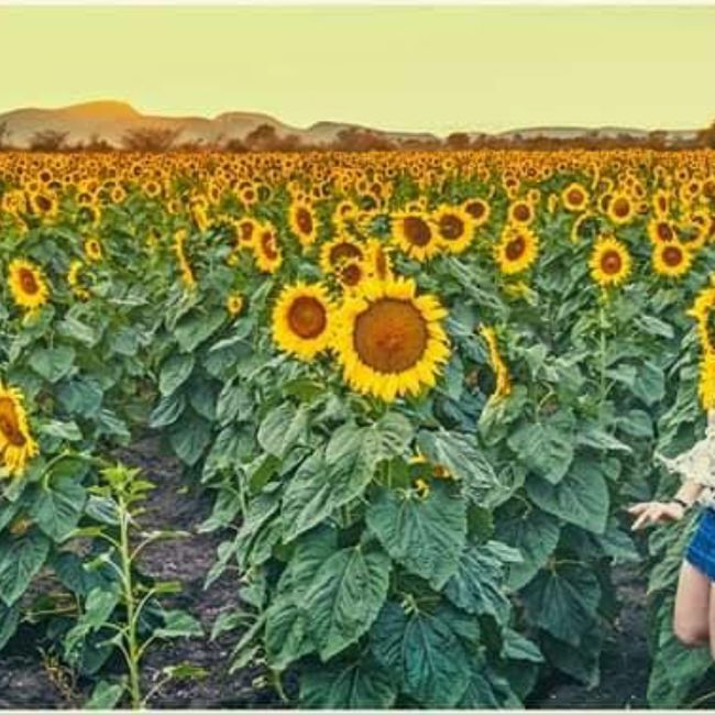 sesion de fotos en sinaloa 5