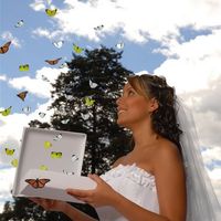 Mariposas 