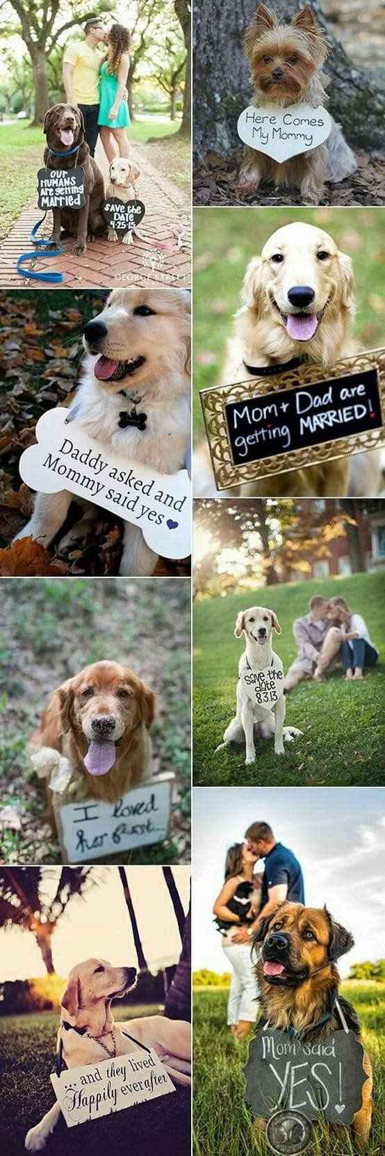 1. perrito