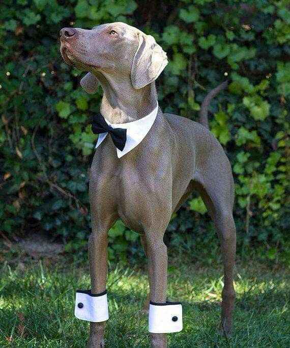 1. perrito