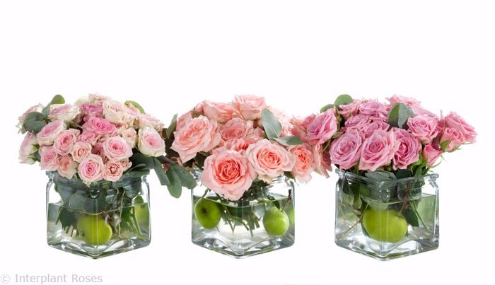 rosa spray