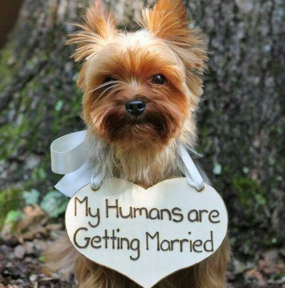 1. perrito
