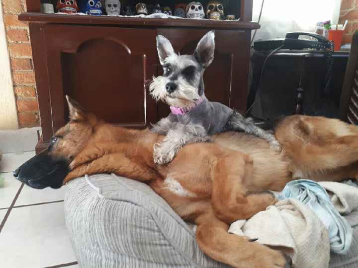  Wedding shoot: Perrhijos - 1