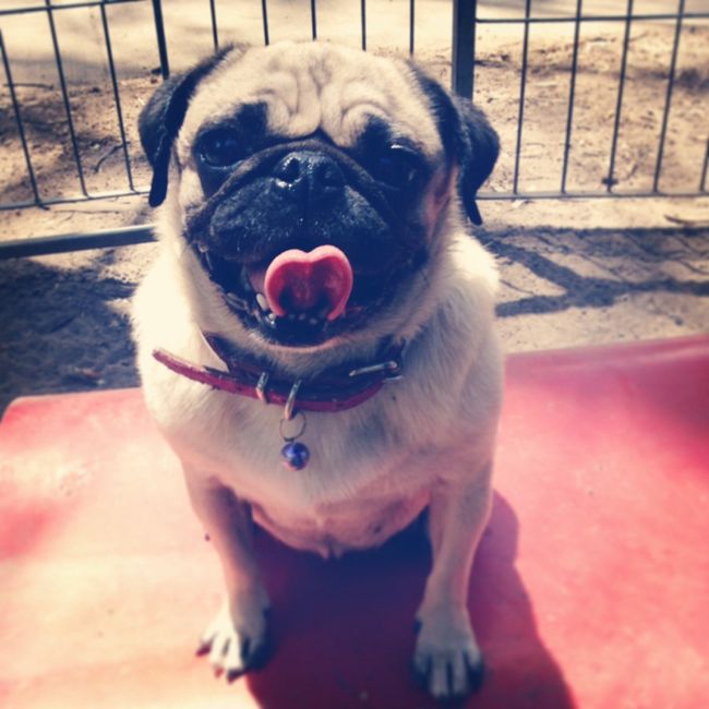 La foto de tu mascota! - 1