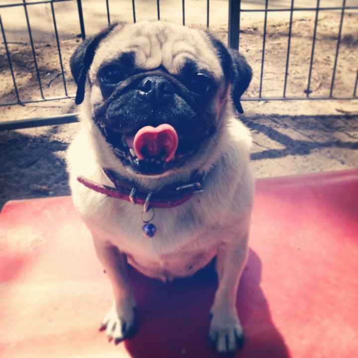 La foto de tu mascota! - 1