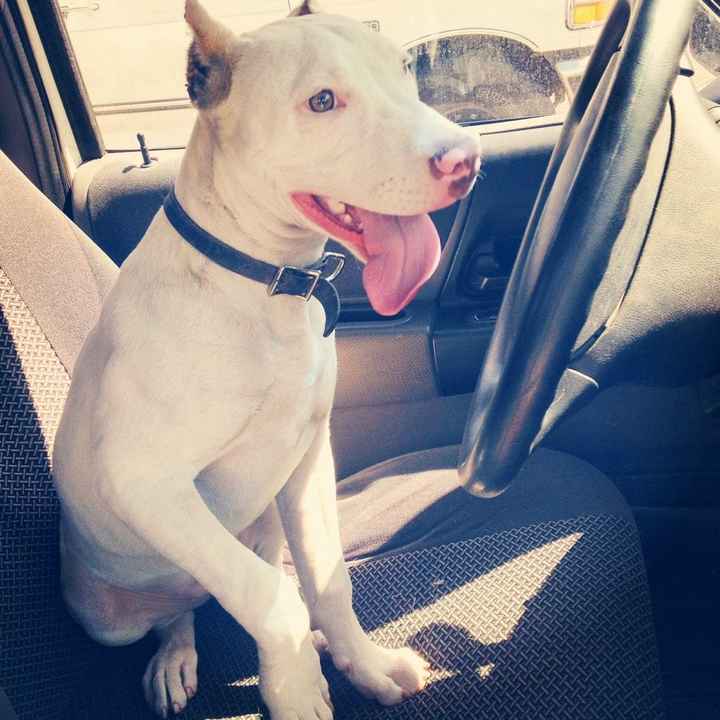 La foto de tu mascota! - 2