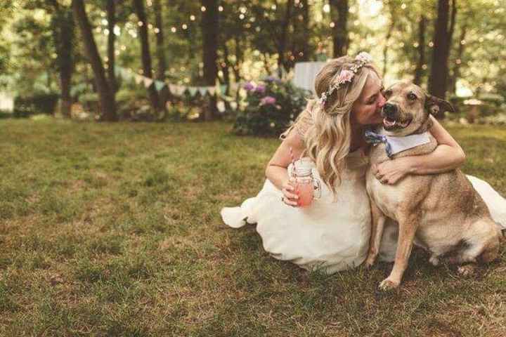 Mascotas en el día b - 2