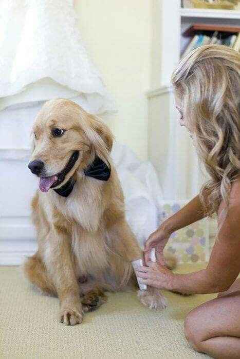 Mascotas en el día b - 5