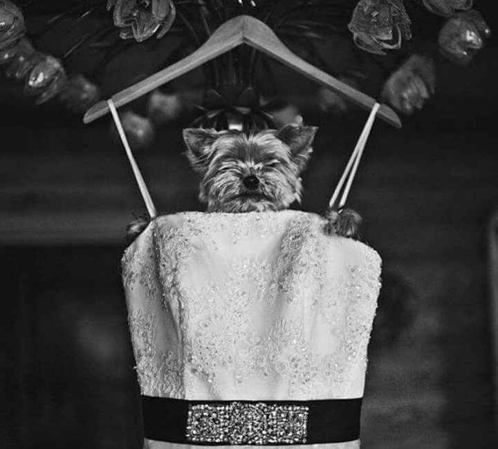 Mascotas en el día b - 15