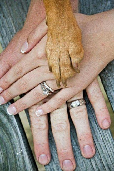 Mascotas en el día b - 13