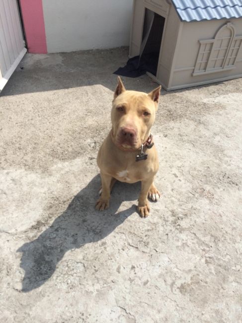 La foto de tu mascota! - 1