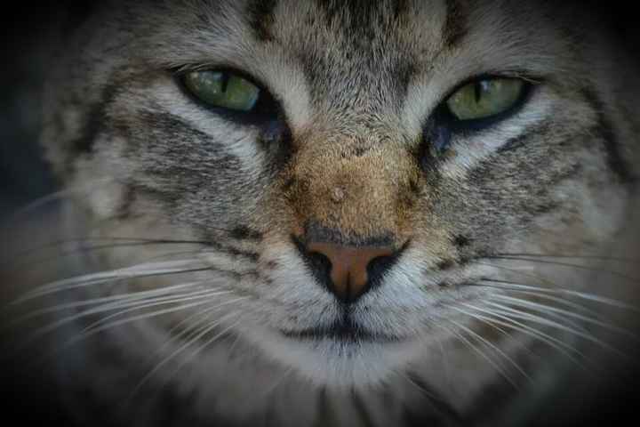 La foto de tu mascota! - 2
