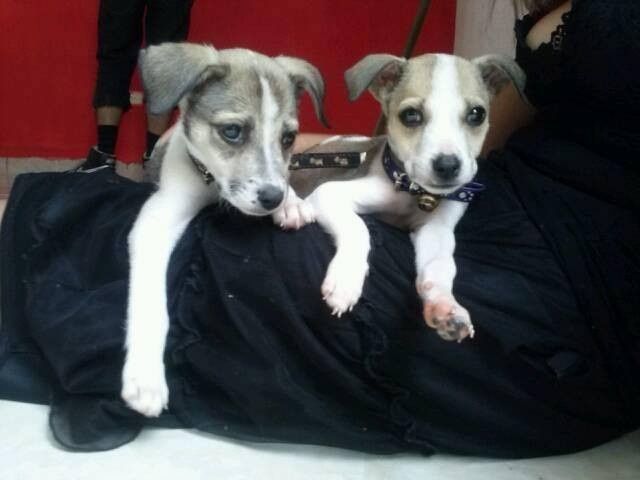 Mis hijos