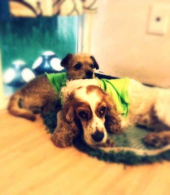 La foto de tu mascota! - 1