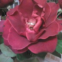 mi anillo  de compromiso