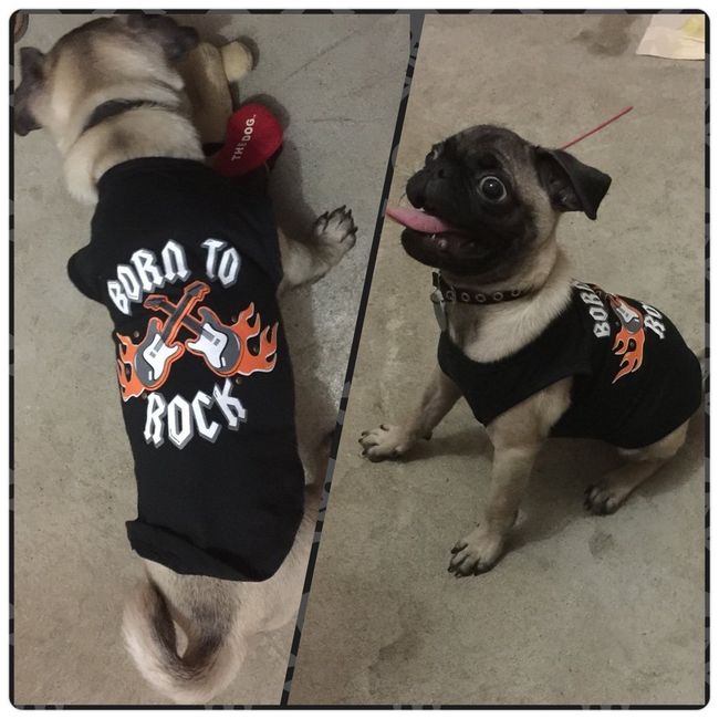 La foto de tu mascota! - 1