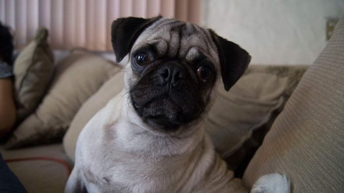 Pancho
