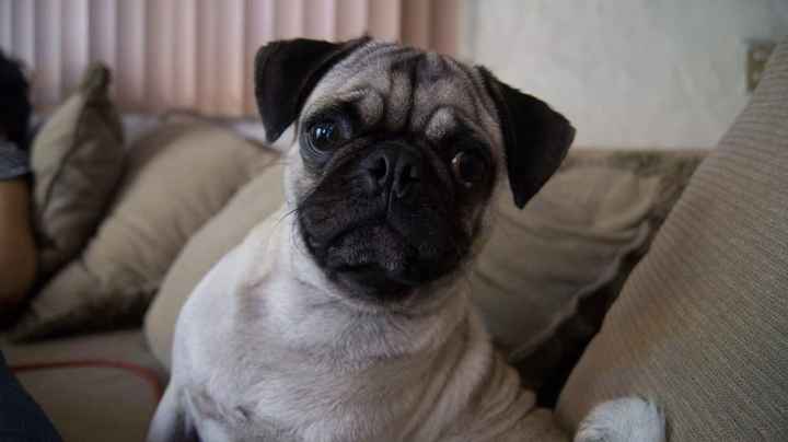 Pancho