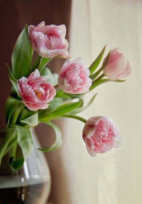 6. Tulipán doble