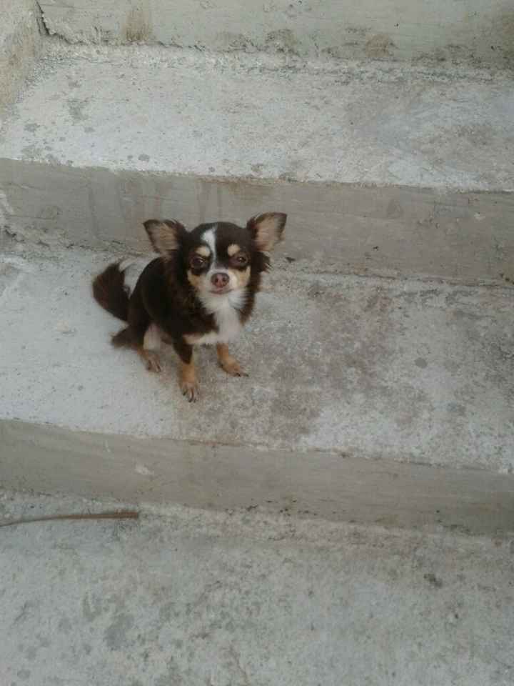 Mascotas en la boda - 1