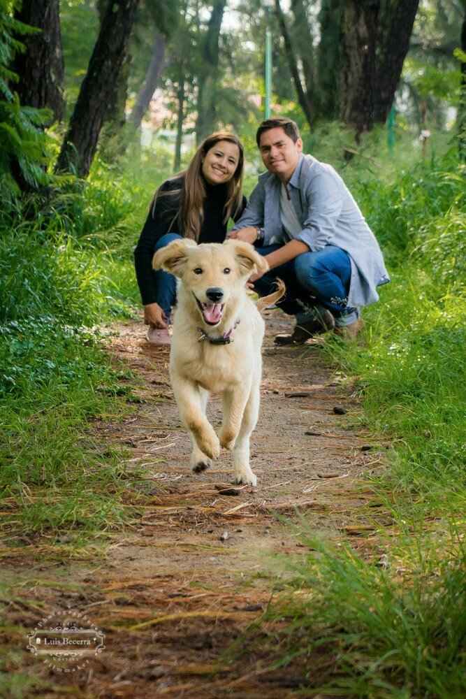  Integra a tu mascota en la boda - 1