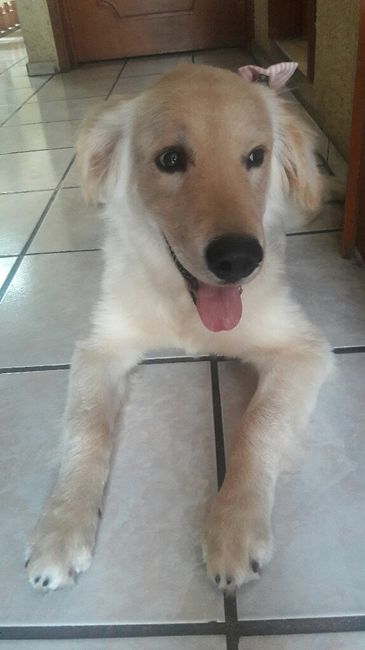 Eligieron a sus perros como padrinos de boda - 1