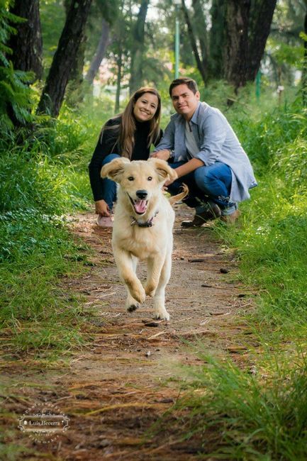  Integra a tu mascota en la boda - 1