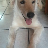 Eligieron a sus perros como padrinos de boda - 1