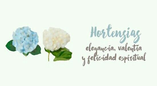 Flores y su significado - 6