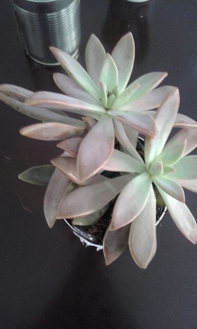 Mis centros de mesa - 1