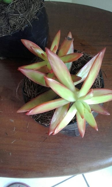 Mis centros de mesa - 3