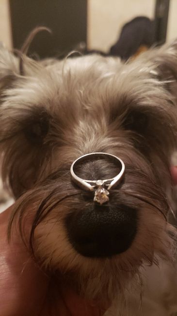 Martes con “m” de ¡muéstrenme sus anillos! - 1