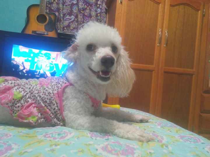 La foto de tu mascota! - 1