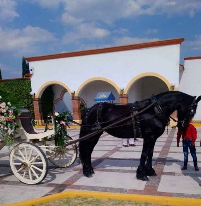 Auto o Calandria - 1
