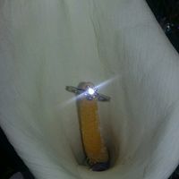 Nuestros hermosos anillos de compromiso !!! - 1