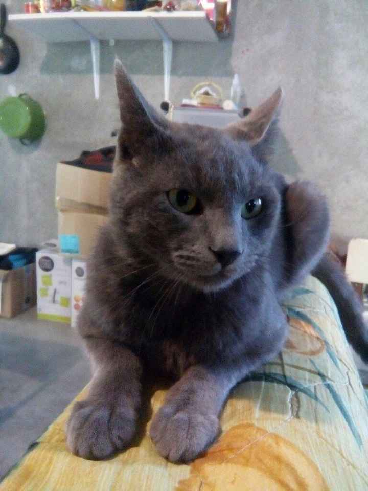 Mascotas en el hogar ¿sí o no? - 1