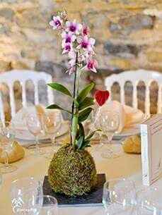 Centros de  mesa kokedama - 2