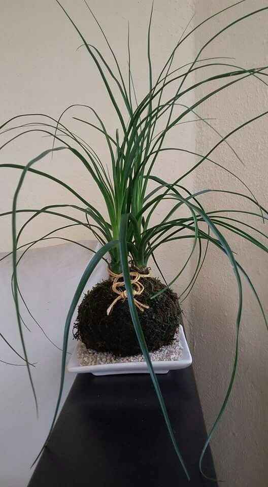 Centros de  mesa kokedama - 7