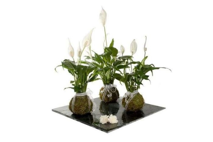 Centros de  mesa kokedama - 5