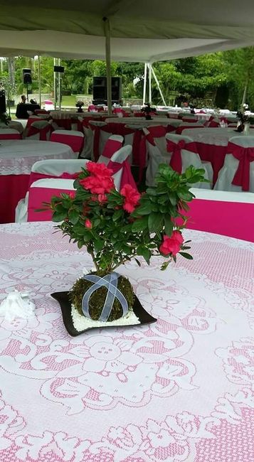 Centros de  mesa kokedama - 6