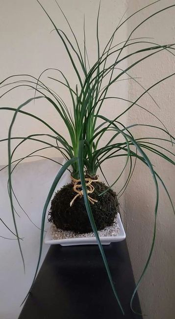 Centros de  mesa kokedama - 7