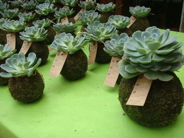 Centros de  mesa kokedama - 8