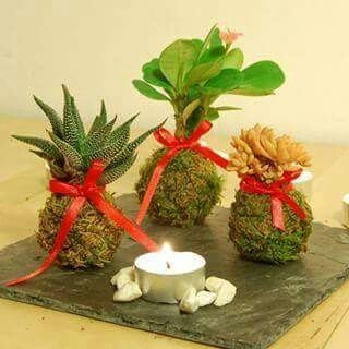 Centros de  mesa kokedama - 9