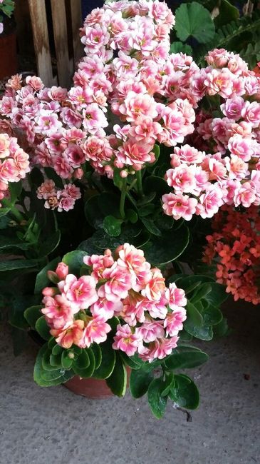 Arreglos de mesa - 1