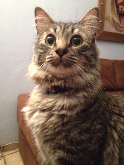 La foto de tu mascota! - 1