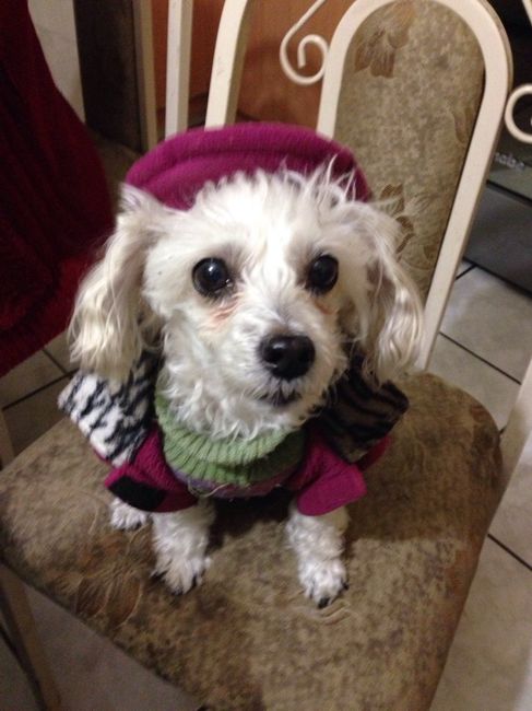 La foto de tu mascota! - 1