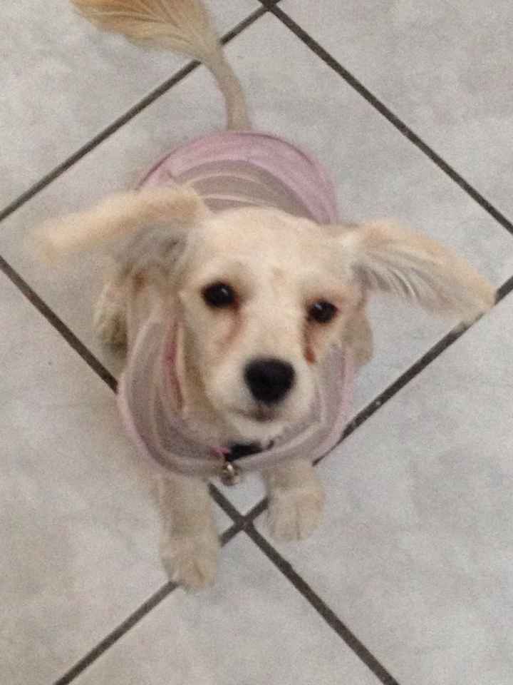 La foto de tu mascota! - 2