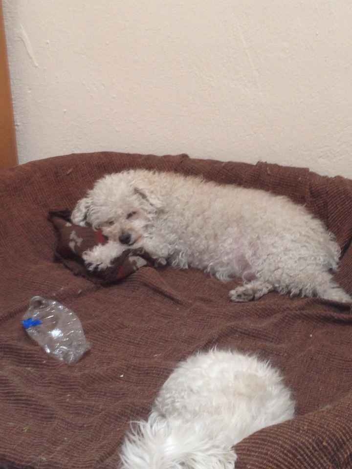 La foto de tu mascota! - 3